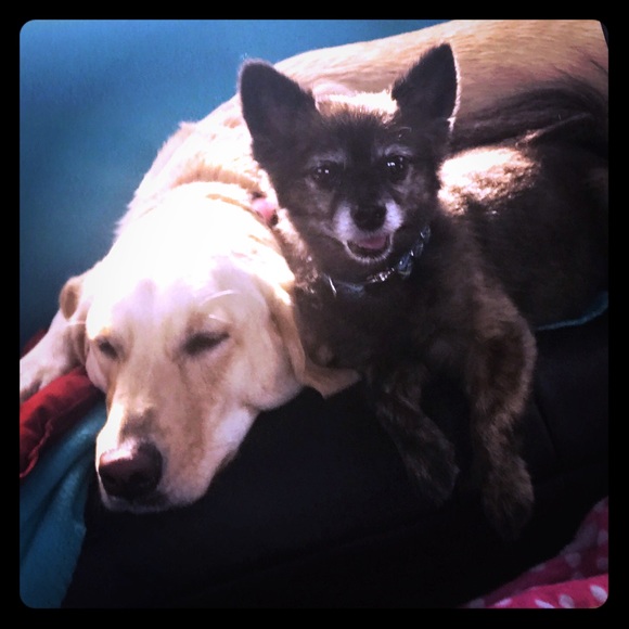 Meet your Posher, Tracy - Picture 3 of 5